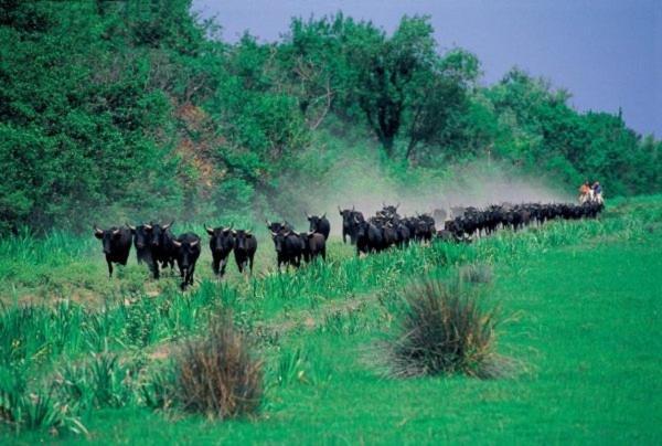 아흘르 Joli Mazet Provencal De Camargue 빌라 외부 사진